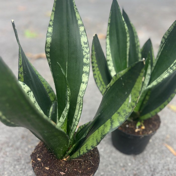Sansevieria Whitney Sansevieria Silver Flame In 6 Inch Inches Pot Mother In Law
