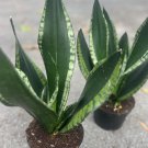Sansevieria Whitney Sansevieria Silver Flame In 6 Inch Inches Pot Mother In Law