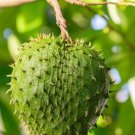Soursop Tree Guanabana In Half Gallon Pot Sirsak Anona Muricata