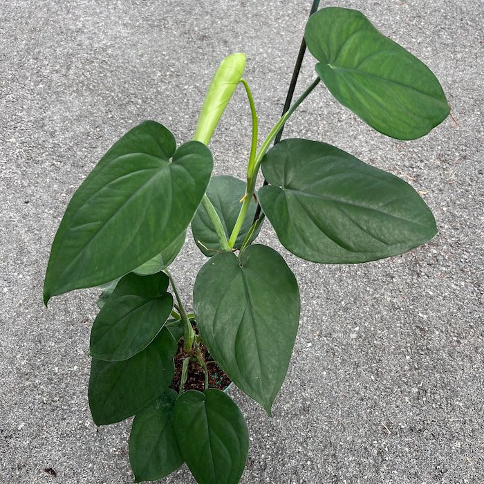 Syngonium Chiapense In 6 Inch Pot