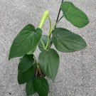 Syngonium Chiapense In 6 Inch Pot
