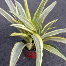 Sansevieria Lauren In 6 Inch Pot Rare