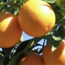 Ponderosa Lemon In Half Gallon Pot Grafted Florida Shipping Only