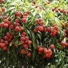 Large Brewster Lychee In 10 Inch Pot 3 To 4 Ft Tall Air Layered No Ship To Hi