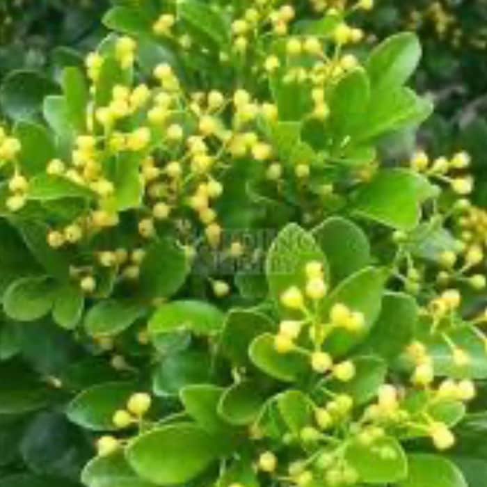 Chinese Perfume Tree Chinese Rice Flower In 4 Inch 6 Inch And 10 Inch Pot Aglaia Odorata