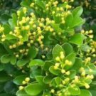 Chinese Perfume Tree Chinese Rice Flower In 4 Inch 6 Inch And 10 Inch Pot Aglaia Odorata