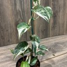 Epipremnum Pinnatum Albo Variegated In 4 Inch Pot