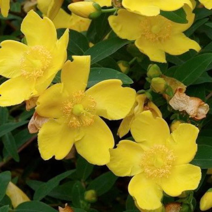 Ochna Serrulata Mickey Mouse Plant In 6 Inch Pot