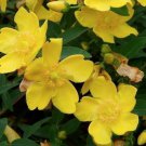 Ochna Serrulata Mickey Mouse Plant In 6 Inch Pot