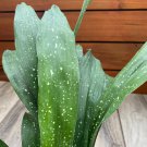 Aspidistra Elatior Milky Way In 6 Inch Pot Cast Ireon Plant