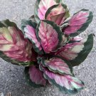 Calathea Roseopicta Rosy In 4 Inch Pot Rossy