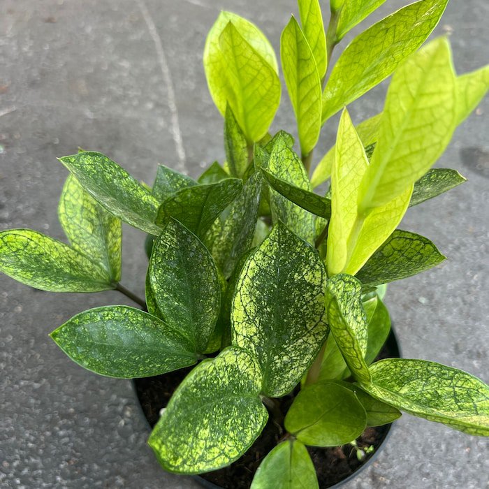 Zz Chameleon In 6 Inch Pot