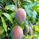 Grafted Pickering Mango Tree Grafted In 1/2 Gallon Pot