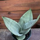 Sansevieria Moonshine Snake Plant Live House Plant In 6 Inch Inch Pot