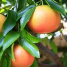 Star Ruby Grapefruit In 1/2 Gal Pot Grafted Florida Shipping Only