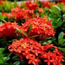 Ixora Taiwanese Red In 6 Inch Pot Carmen Dwarf Red Ixora