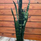 Sansevieria Black Coral In 6 Inch Pot