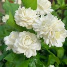 Large Jasmine Grand Duke In 10 Inch Pot Pot Fragrance Flowers And Brilliant Green Leaves