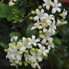Lake View Jasmine In 10 Inch Pot Murraya Paniculata Orange Jasmine Large No Ca And Hi