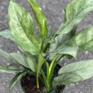 Aglaonema Gary Ghost Aglaonema Ghost In 6 Inch