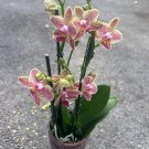 Purple Variegated Phalaenopsis In 4 Inch Pot Live Orchid