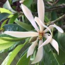 White Champaca Grafted In 3 Gallon Pot NgọC Lan TrắNg Michelia Alba