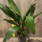 Cast Iron Plant Aspidistra Elatior 6 Inch Pot