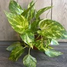 Golden Pothos In 4 Inch Pot Air Purifying Live Air Purifyinghouse Plant Devils Ivy Epipremnum Aureum