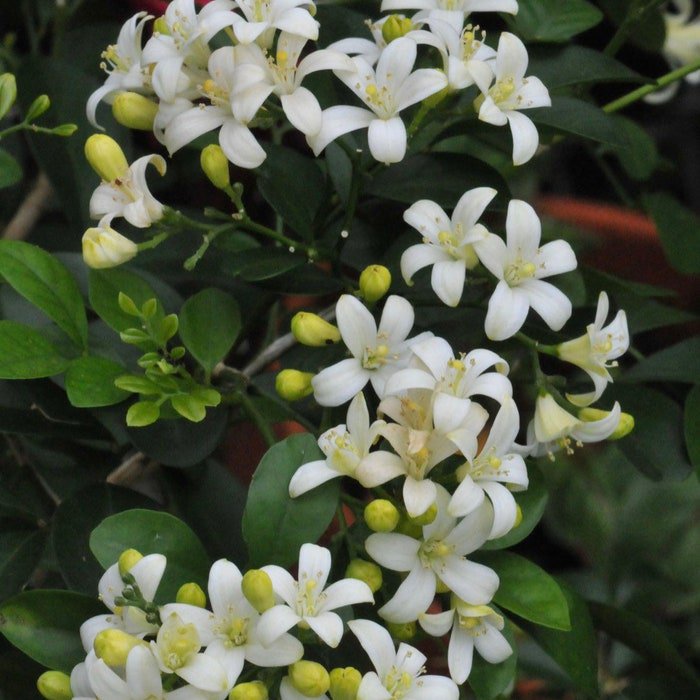 Lake View Jasmine In 6 Inch Pot Murraya Paniculata Orange Jasmine No Ship To Ca And Hi