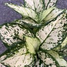 Aglaonema Variegata Pearls In 6 Inch Commutatum Pearls