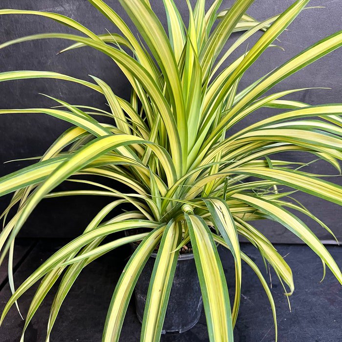 Large Pandanus Baptistii Aureus Variegated Dwarf Pandanus In 1 Gallon Pot Pandan