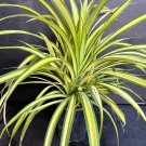 Large Pandanus Baptistii Aureus Variegated Dwarf Pandanus In 1 Gallon Pot Pandan