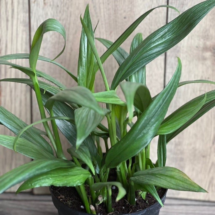 Epipremnum Amplissimum Silver In 4 Inch Pot