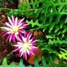 Anguliger Ric Rac Cactus Epiphyllum Zig Zag Cactus In 4 Inch Pot