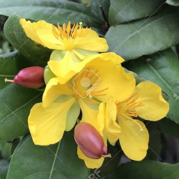 Ochna Serrulata Mickey Mouse Plant In 4 Inch Pot