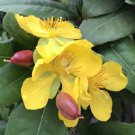 Ochna Serrulata Mickey Mouse Plant In 4 Inch Pot