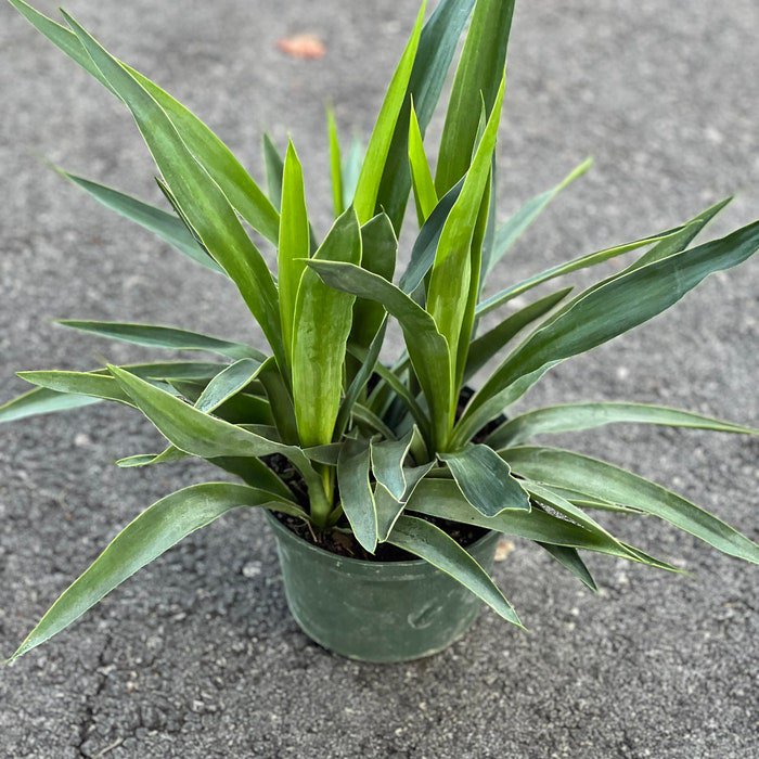 Dracaena Yucca Cane Yucca Elephantipes Outdoor Indoor In 6 Inch
