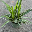 Dracaena Yucca Cane Yucca Elephantipes Outdoor Indoor In 6 Inch
