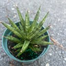 Sansevieria Francisii 4 Inch Pot