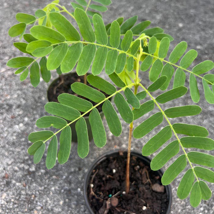 Tamarind Tree Tamarindus Indica In 4 Inch Pot Pohon Asem