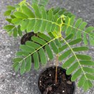 Tamarind Tree Tamarindus Indica In 4 Inch Pot Pohon Asem