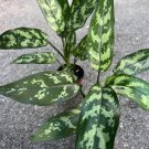 Aglaonema Maria Tigress In 4 Inch Pot