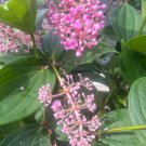Medinilla Myriantha Malaysian Grapes In 4 Inch Pot
