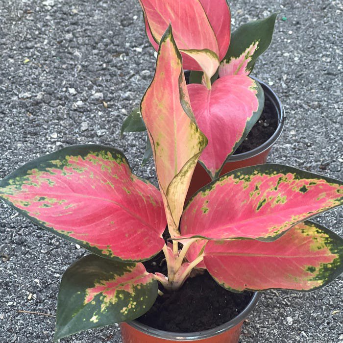 Aglaonema China Red In 4 Inch Pot House Plant