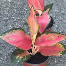 Aglaonema China Red In 4 Inch Pot House Plant