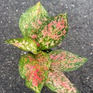 Aglaonema Wishes Red Valentine In 4 Inch Pot