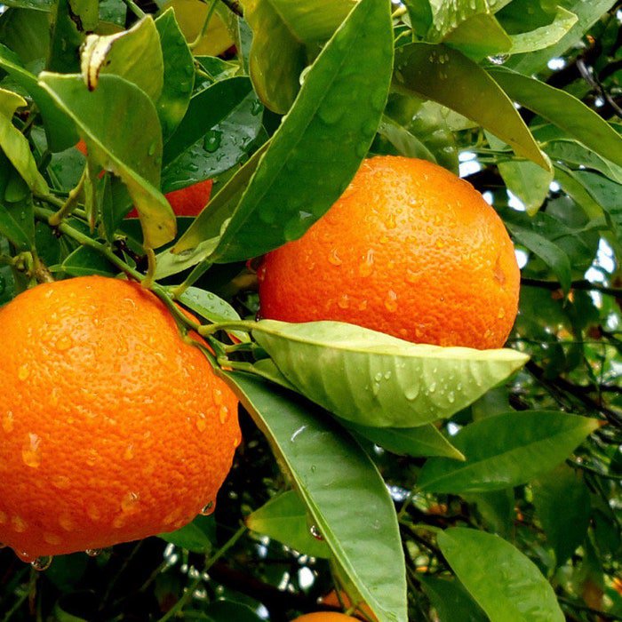 Valencia Orange Tree In Half Gallon Pot Grafted Florida Shipping Only