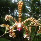 Scorpion Orchid In 4 Inch Pot Arachnis Aranda Orchid