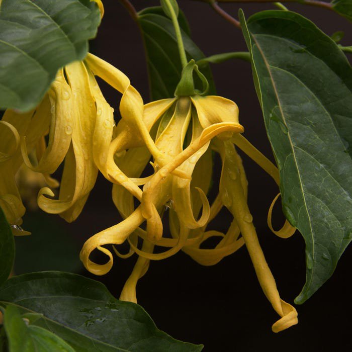 Large Ylang Ylang Tree In 10 Inch Pot Cananga Odorata