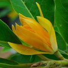Yellow Flower Magnolia Champaca Michelia Champaca In 10 Inch Pot Cempaka